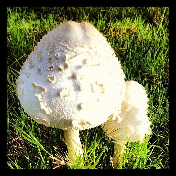 Mushroom Photograph - Unusual Objects...... #mushrooms😖 by Montrae Harris