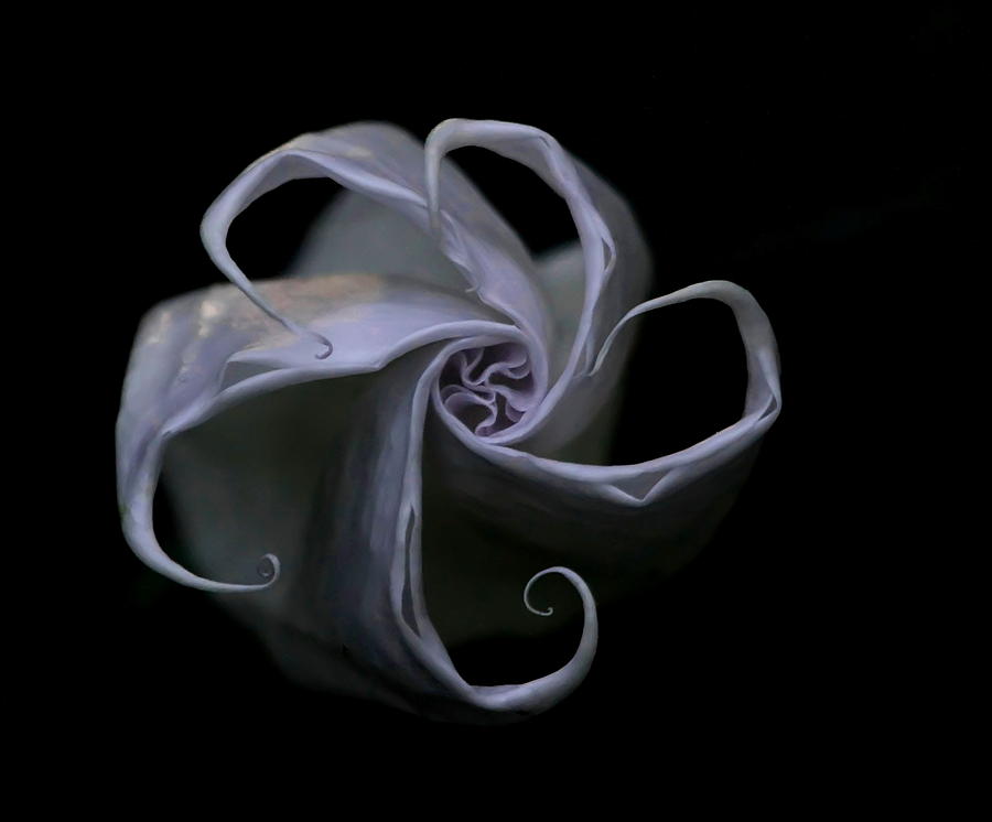 Flowers Still Life Photograph - Unwinding Bud by Angie Vogel