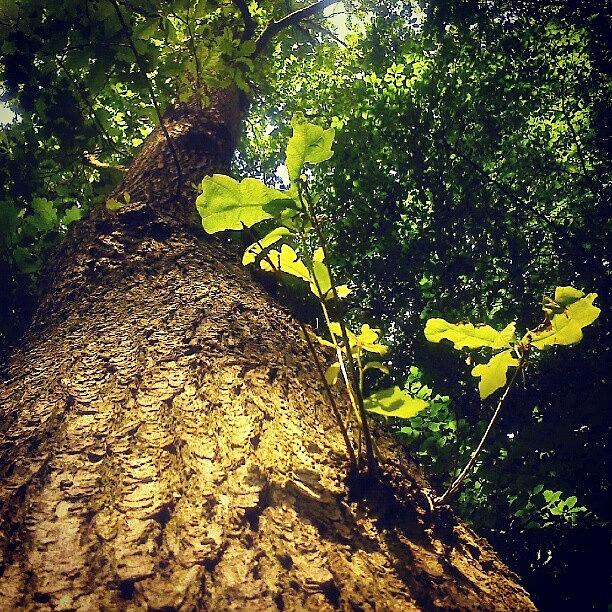 Up Movie Photograph - #up An #oak #tree ... #nature #oaktree by Linandara Linandara