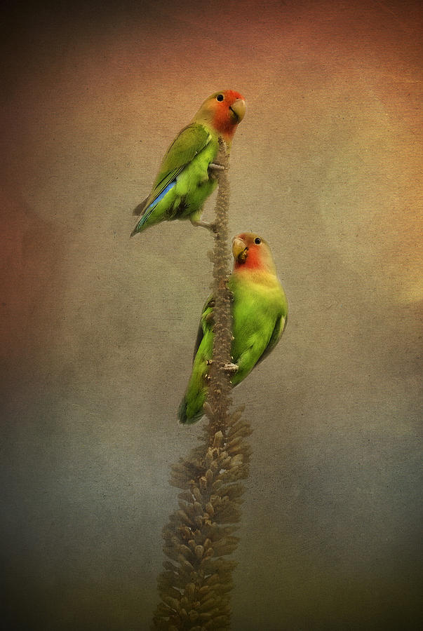 Lovebird Photograph - Up and Away We Go by Saija Lehtonen