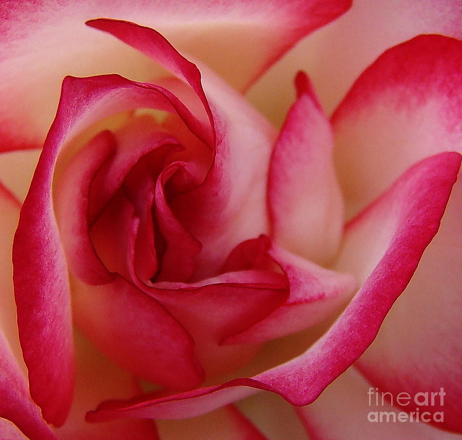 Rose Photograph - Up Close and Personal by Andrea Kollo