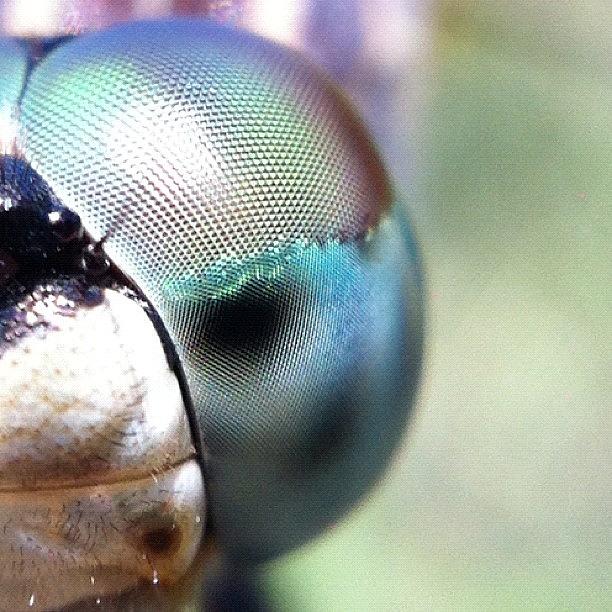 Summer Photograph - ✨up Close Dragonfly✨ #dragonfly by ♌ 🌸chrissy🌸