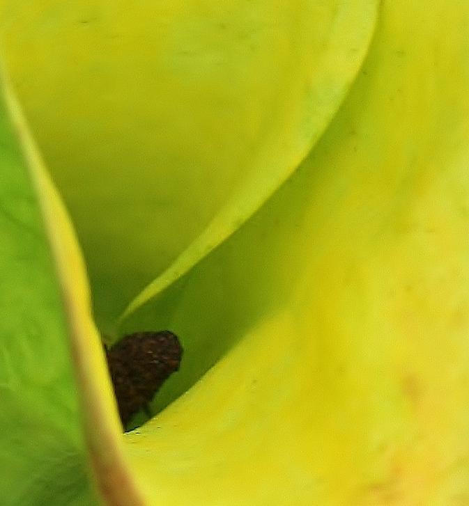 Summer Photograph - Up Close with a Calla Lily by Bruce Bley
