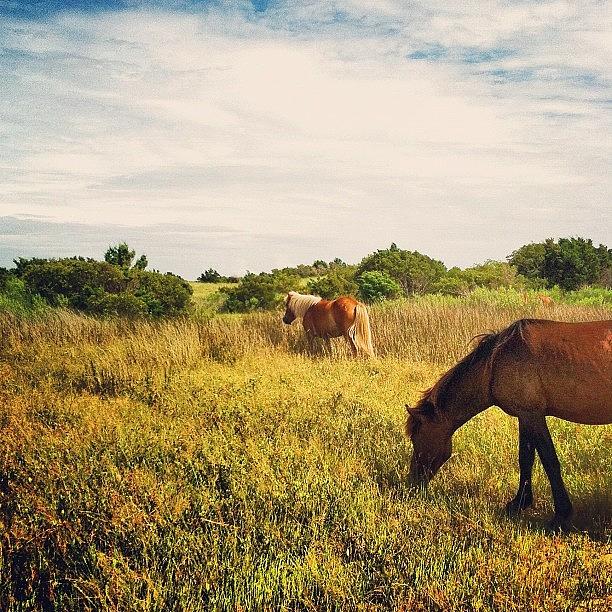 Up Close With The Wild Ponies Of Photograph by Todd Mahan
