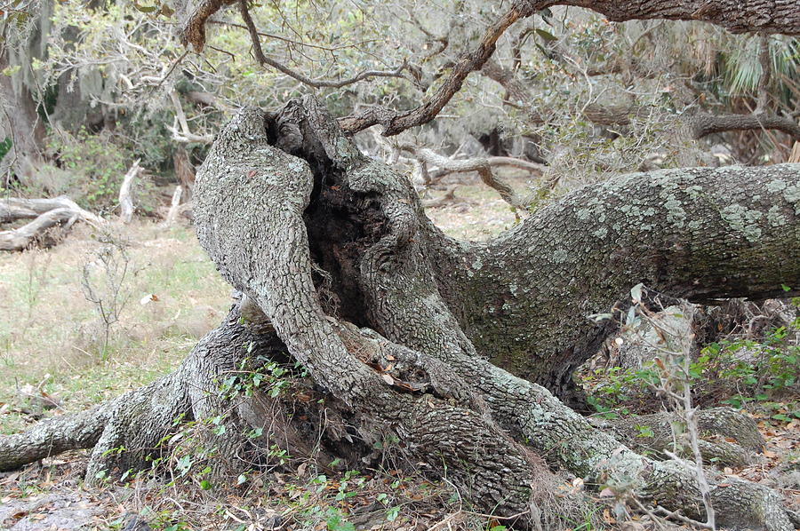 Up Roots Photograph by Katrina Johns - Fine Art America