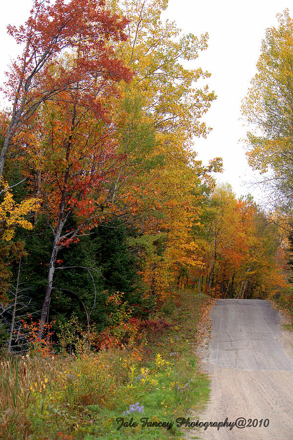 Up the Road in the Fall Photograph by Jale Fancey