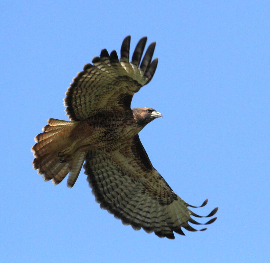 Up Up and Away Photograph by Angie Vogel