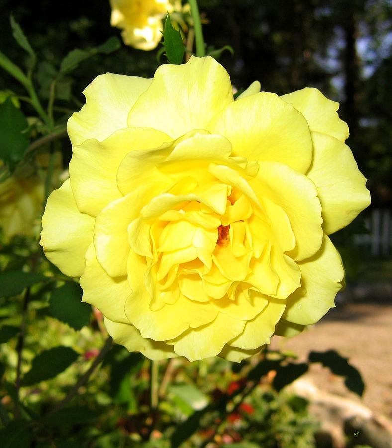 Upbeat Yellow Rose Photograph by Will Borden