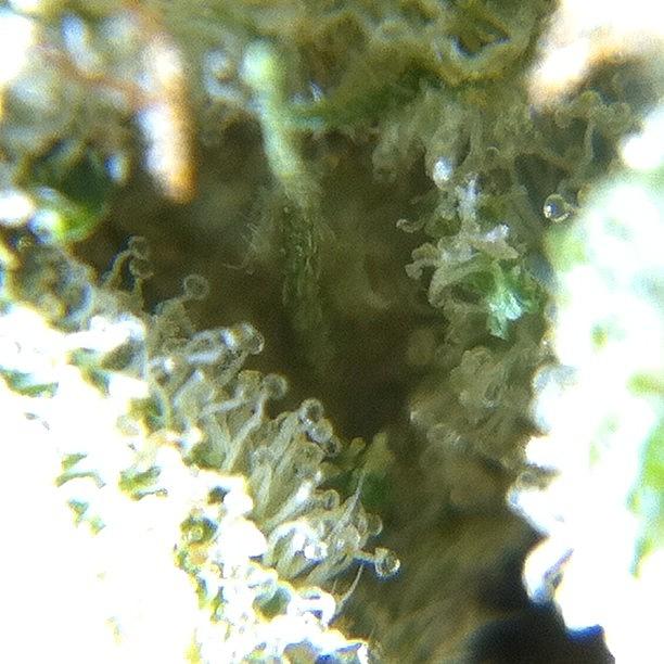 420 Photograph - #upclose#weed#420 by Aaron Tucker