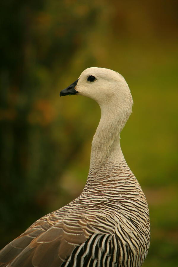 Upland Goose Portrait Photograph by Bruce J Robinson