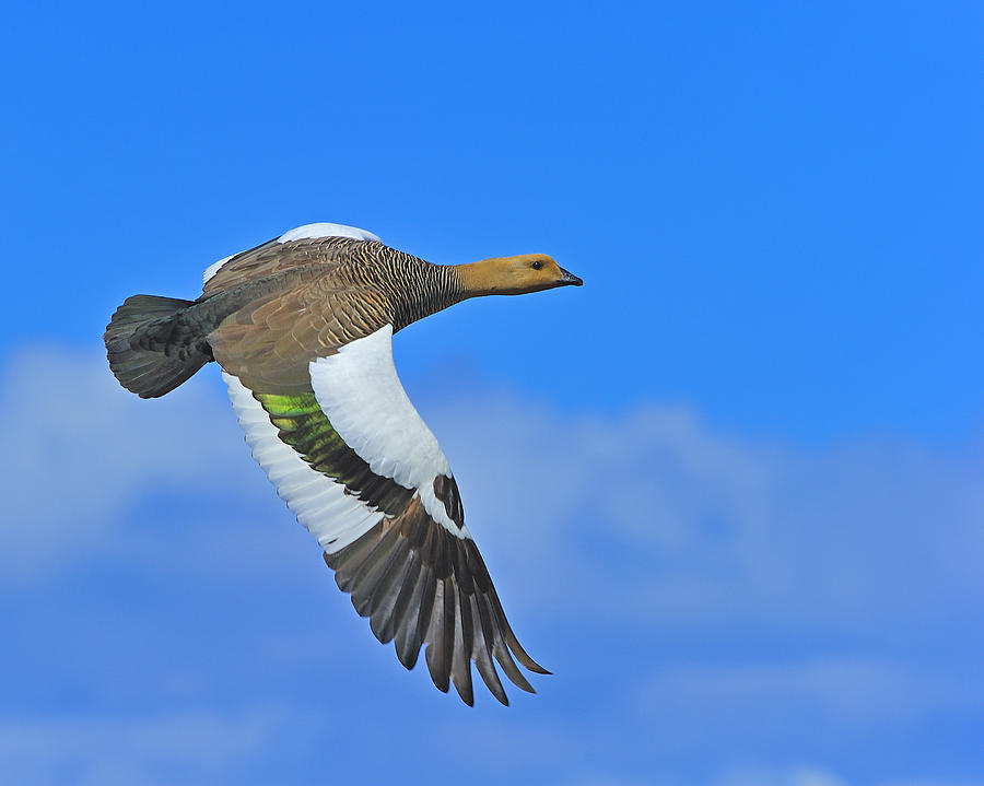 Upland Goose Photograph by Tony Beck