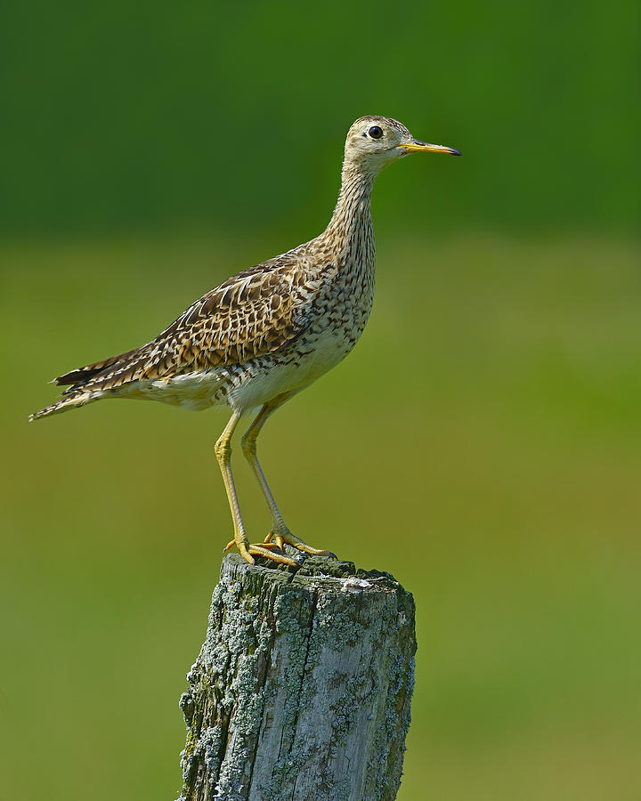 Upland Sandpiper Photograph by Tony Beck