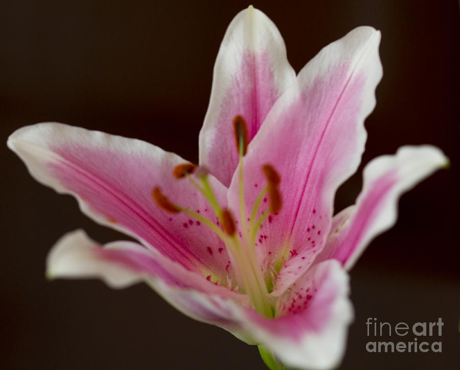 Uplifted Lily on Dark Photograph by Donna L Munro