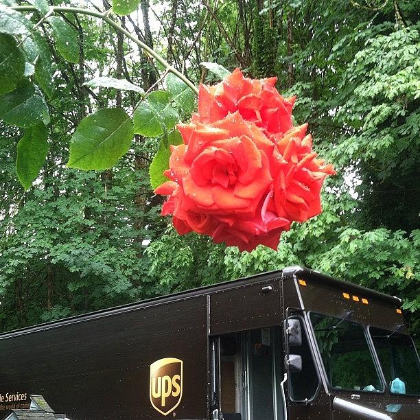 Rose Photograph - #ups #rose #work by Paul Dewald
