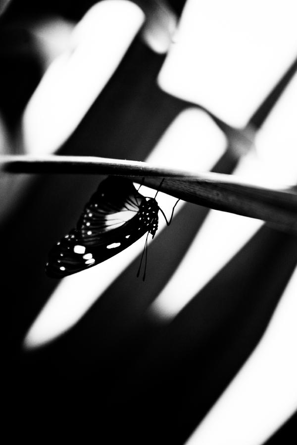 Upside Down Butterfly Photograph by Hakon Soreide