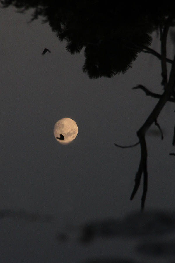 Upside down moon with crows Photograph by Doris Potter