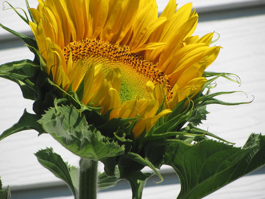 Sunflower Photograph - Upward Sunflower by Amy Bradley