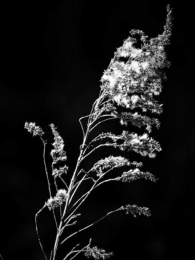 Black And White Photograph - Upwards Grass by Beth Akerman