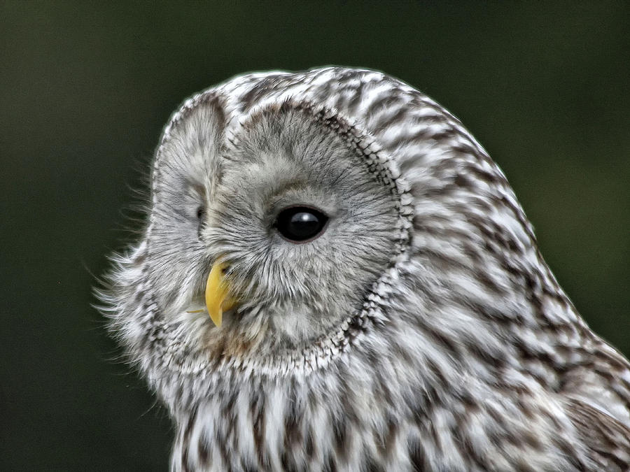 Ural Owl Photograph by Sandra Anderson