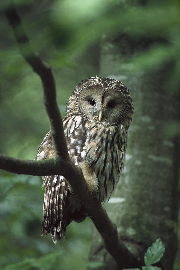 Ural Owl Strix Uralensis, Ural Photograph by Konrad Wothe