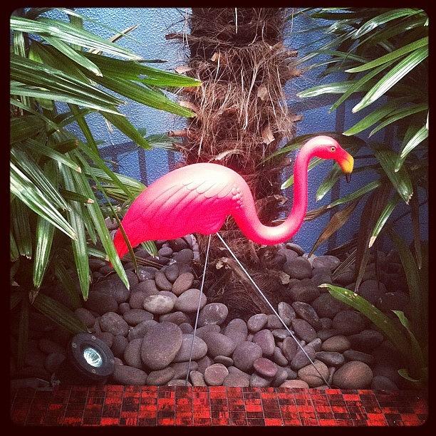 Urban Flamingo Photograph by Nikki Thefeistyone