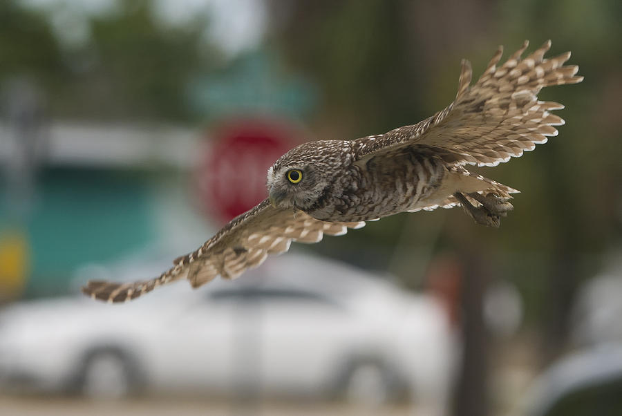 Urban Owl Photograph by Wade Aiken