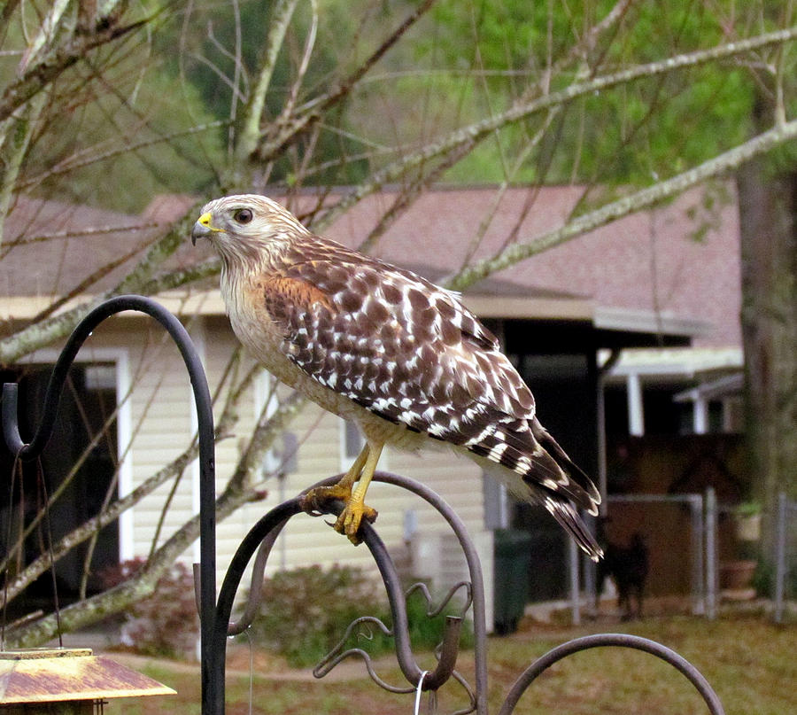 Urban Red Shouldered Hawk Photograph by Judy Wanamaker