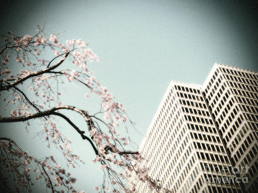 Urban Spring Photograph by Eena Bo