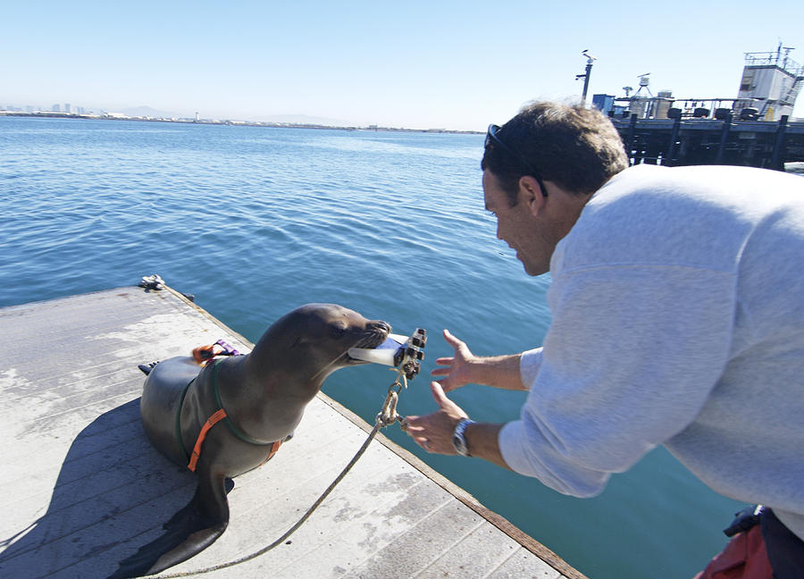 Us Navy California Sea Lion Photograph by Louise Murray | Fine Art America