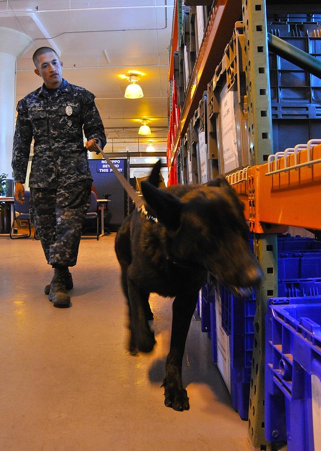 Dog Photograph - Us Navy Working Dog Jake Is Put by Everett