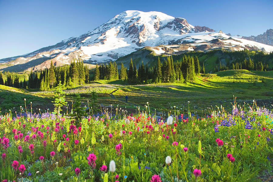 Mount Rainier National Park Usa-washington-mt-rainier-national-park-wildflowers-and-hiker-rene-frederick