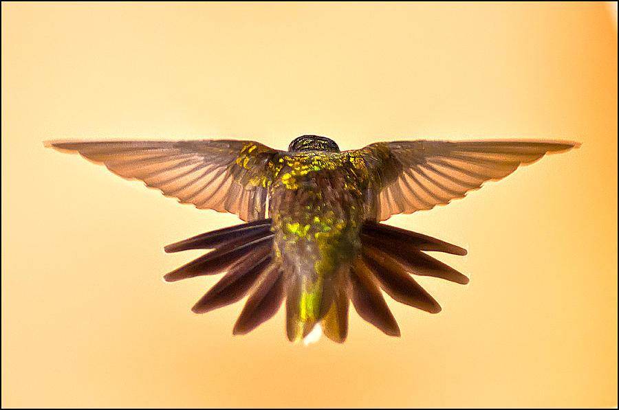 Usaf Hummingbirds Wings Photograph by Randall Branham