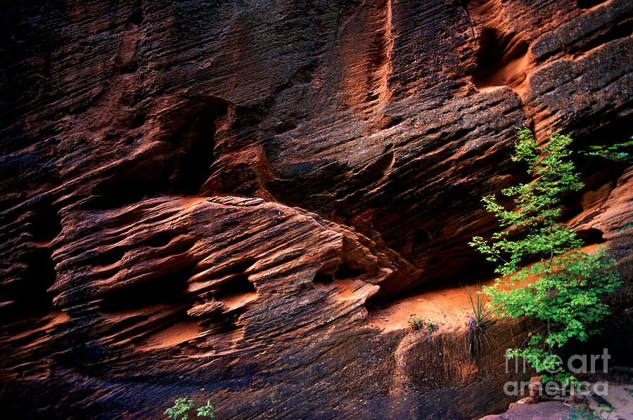 Utah - Rock Face 2 Photograph by Terry Elniski