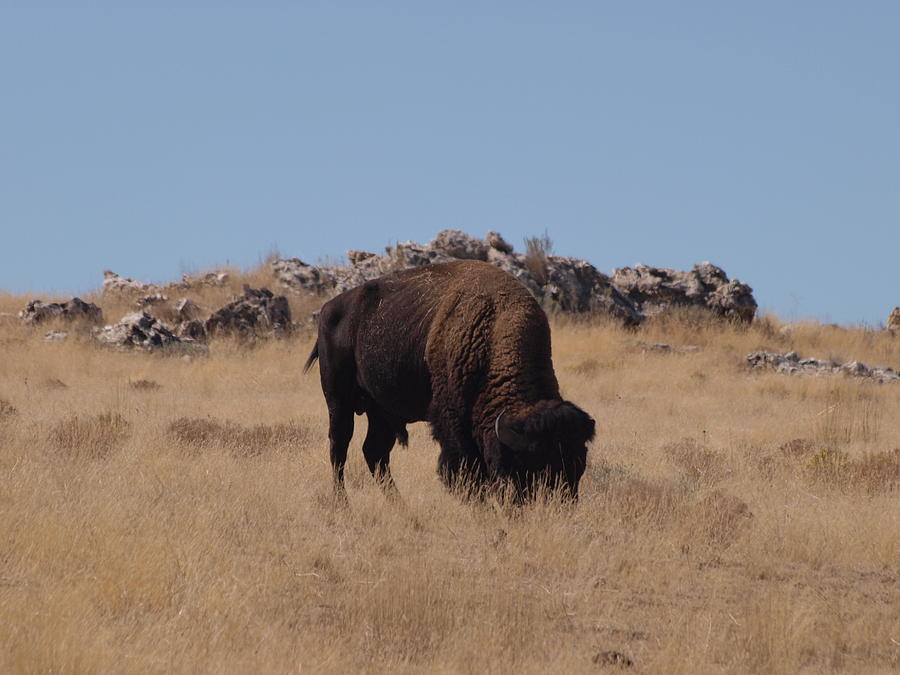 Utah Bison Photograph by Joshua House