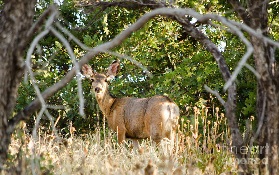 Utah Mule Deer Photograph by Donna Greene