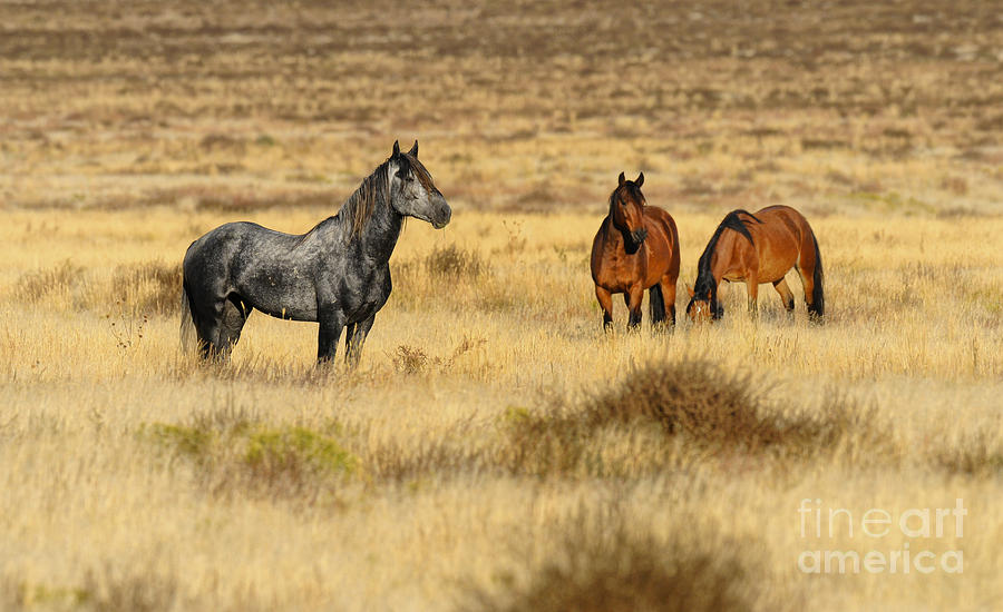 Wildlife Photograph - Utah Stallion by Dennis Hammer