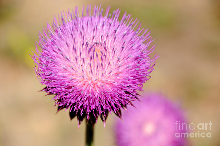 Utah Thistle Flower Photograph by Gary Whitton