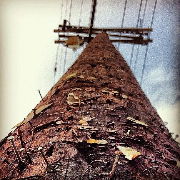 Nail Photograph - #utility_pole #wood #nails #staples #sky by Daniel Corson
