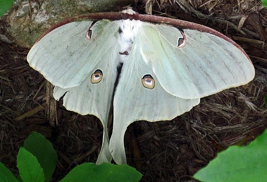 Virginia Moth Photograph by Louise Mingua