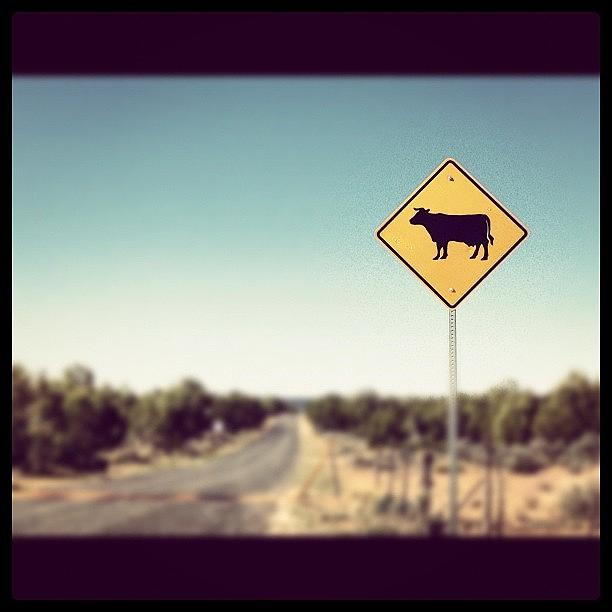 Cow Photograph - Vaches à Lhorizon by Isabel Poulin