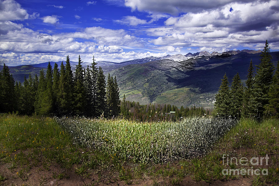 Vail in the Summer Photograph by Madeline Ellis