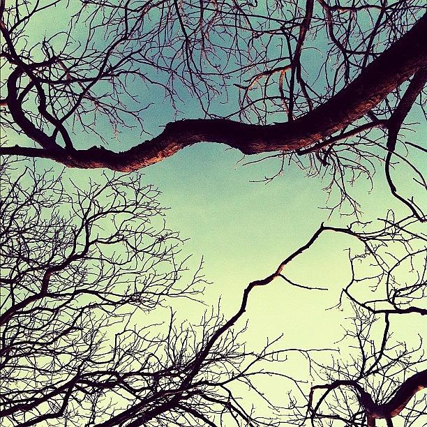 Tree Photograph - #valencia #branches #sky #clouds #trees by S Webster