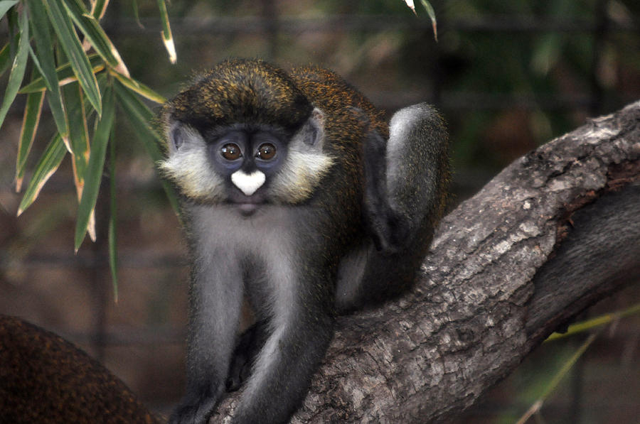 Valentine Monkey Photograph by Teresa Blanton