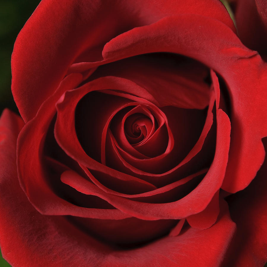 valentina rose valentina rose