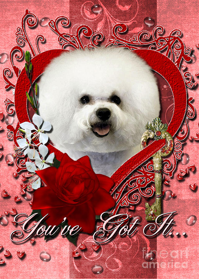 bichon happy valentines day