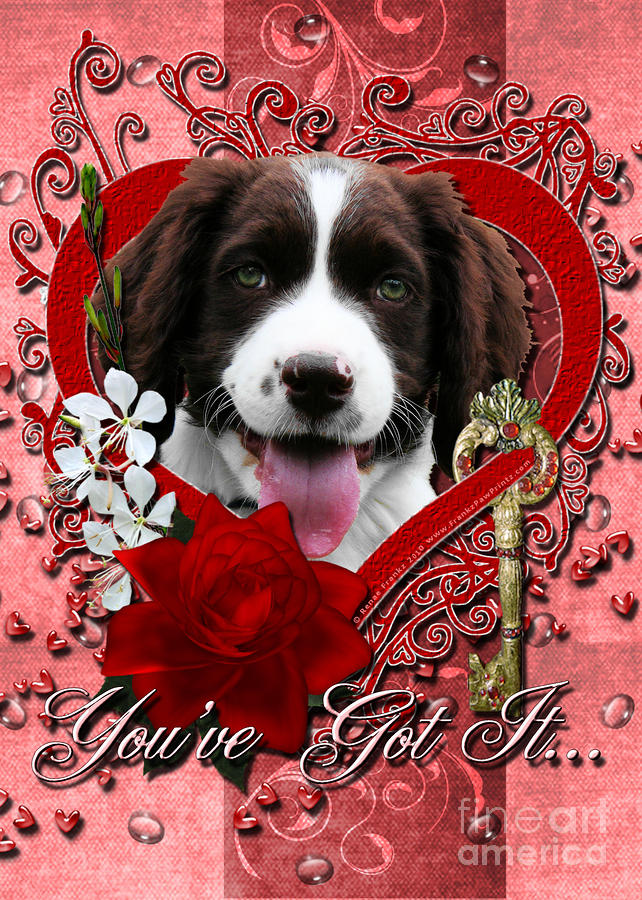 valentines day dog springer spaniel