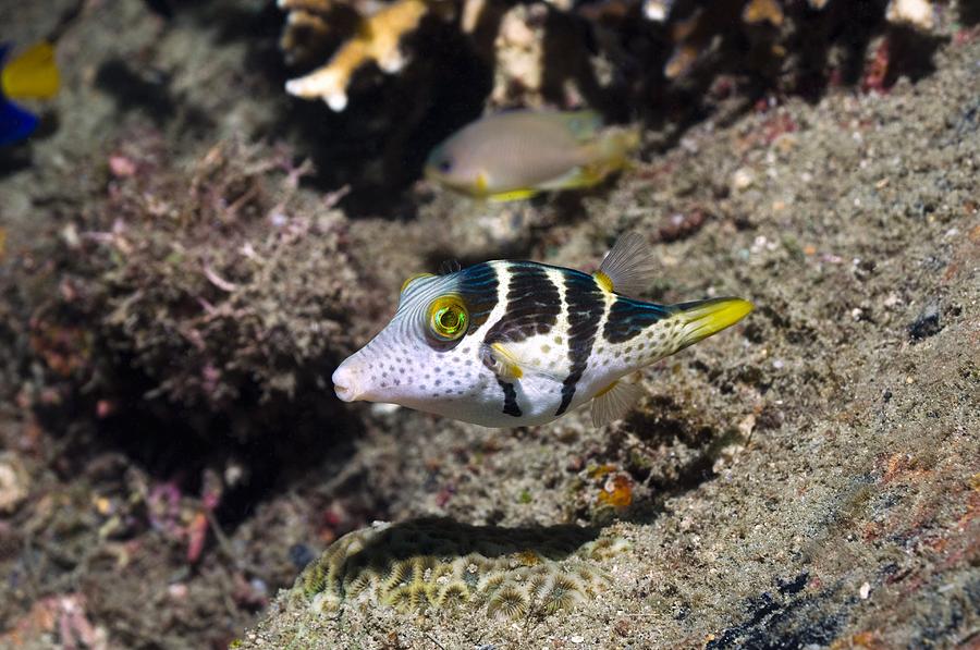 Valentini's Sharpnose Puffer Photograph by Georgette Douwma | Fine Art ...