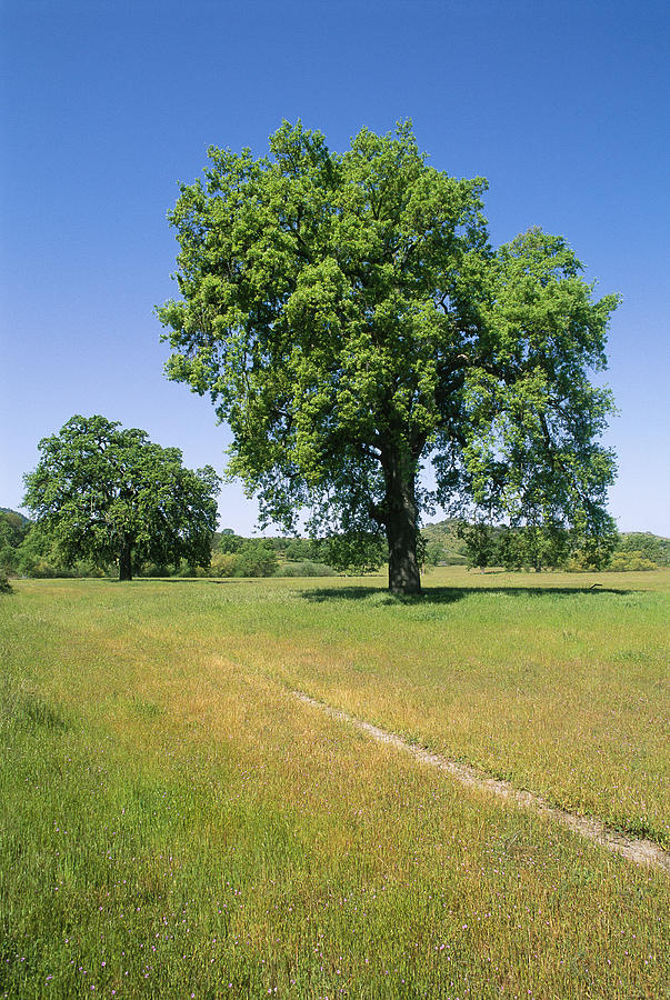 Valley Oak Trees On A Hillside Photograph by Rich Reid