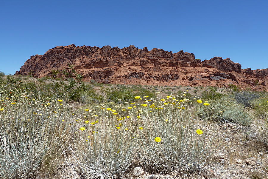 Valley of Fire - desert daisies Photograph by Joel Deutsch
