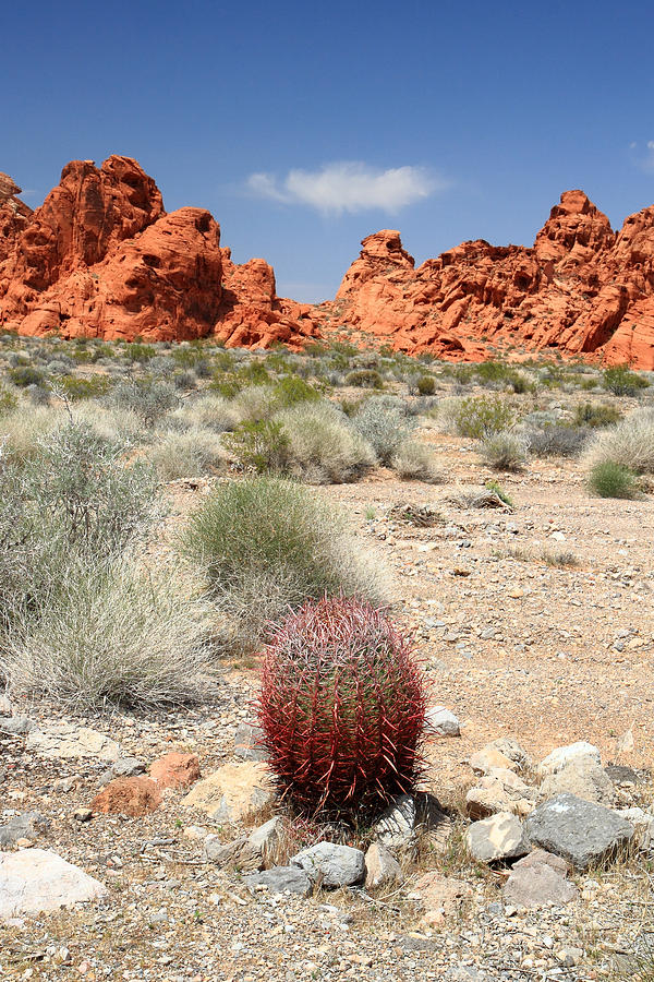 Valley of Fire red Cactus Photograph by Pierre Leclerc Photography